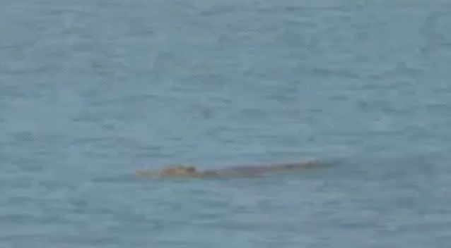 Witnesses said the crocodile had been spotted stalking a kayaker at the beach. Photo: Supplied