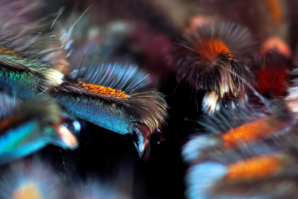 Spider photographer has a fetish for feet … all eight of them