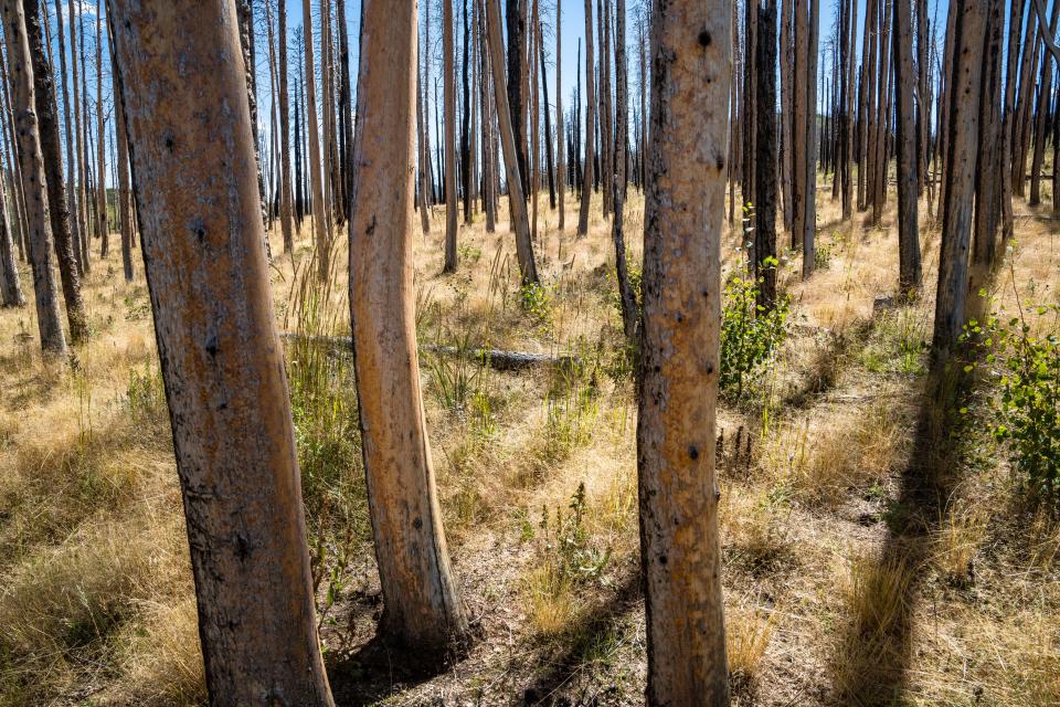 The charred remains of a mostly conifer forest near West White Pine Mountain on Sep. 12, 2023. The ponderosa pine trees in the area, which burned in both the High Park and Cameron Peak fires, are struggling to regenerate following the high intensity wildfires. The Nature Conservancy planted thousands of ponderosas in the area, which are being monitored to evaluate the efficacy of such efforts, through a project let by Coalition for the Poudre River Watershed.