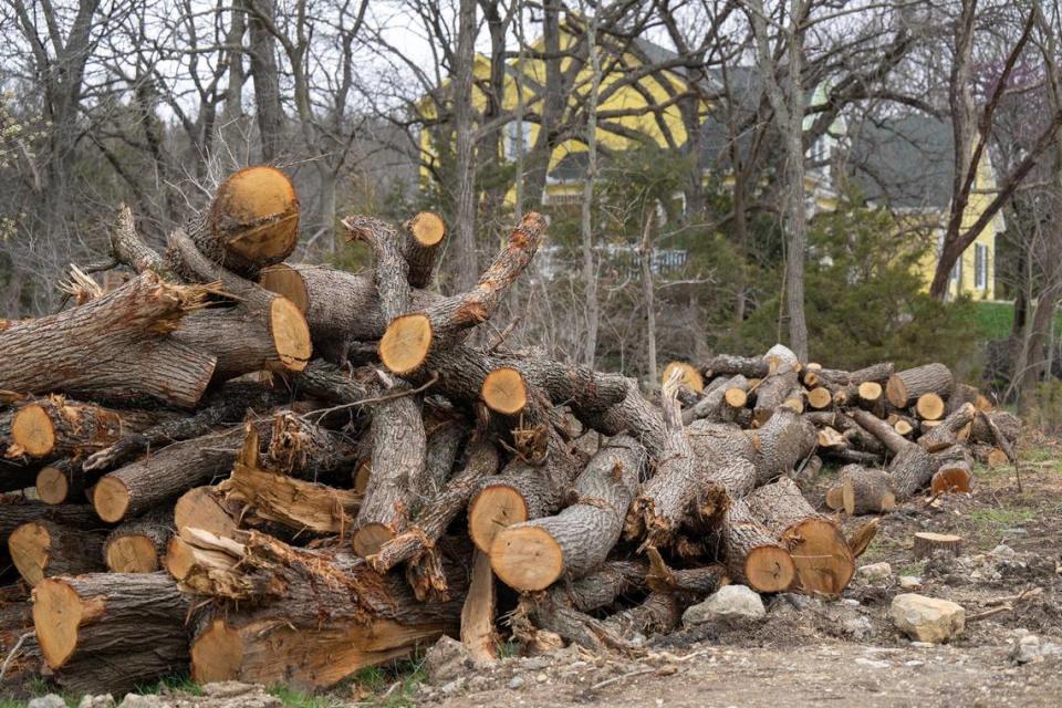 Some of the remains of 21 trees, including an 80-year-old oak, are stacked on the 95th Street property of Michael and Diane Olson in De Soto. The trees were felled to make room for a 100-foot-tall power pole set at the front of their property to feed electricity to the new Panasonic electric vehicle battery plant nearby. Tammy Ljungblad/tljungblad@kcstar.com