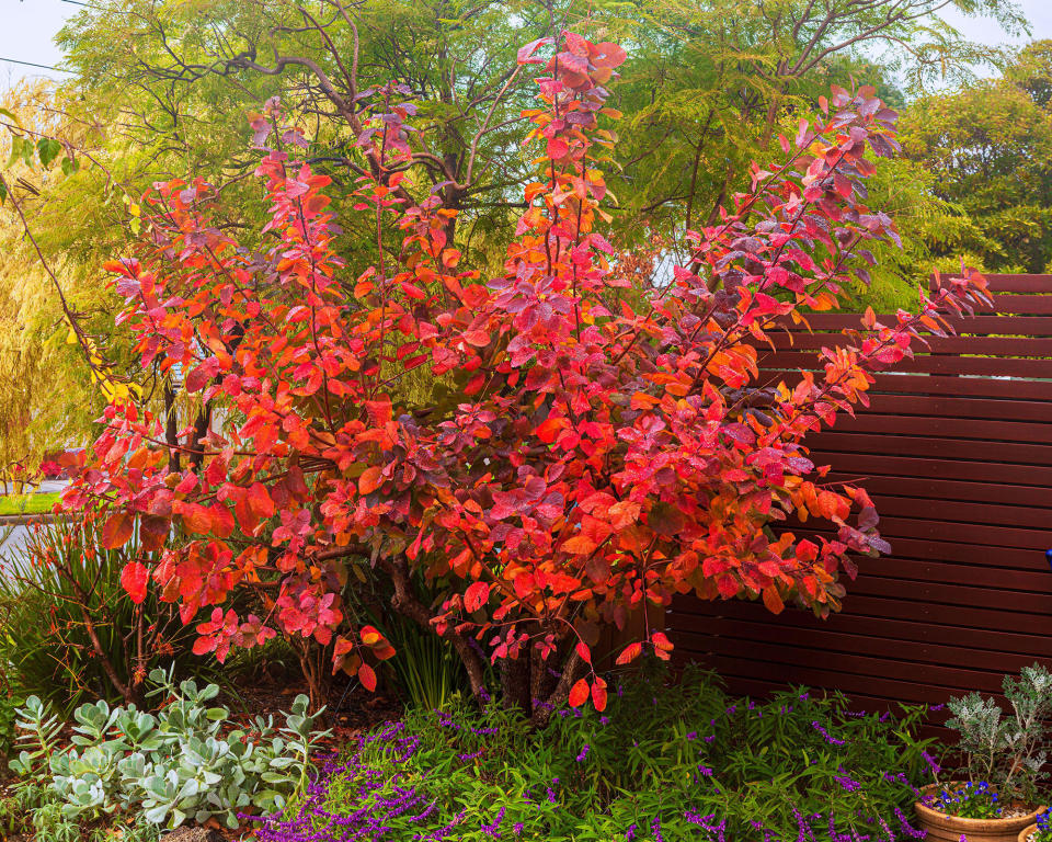 autumn garden with red leaved Smokebush grace Cotinus Coggygria