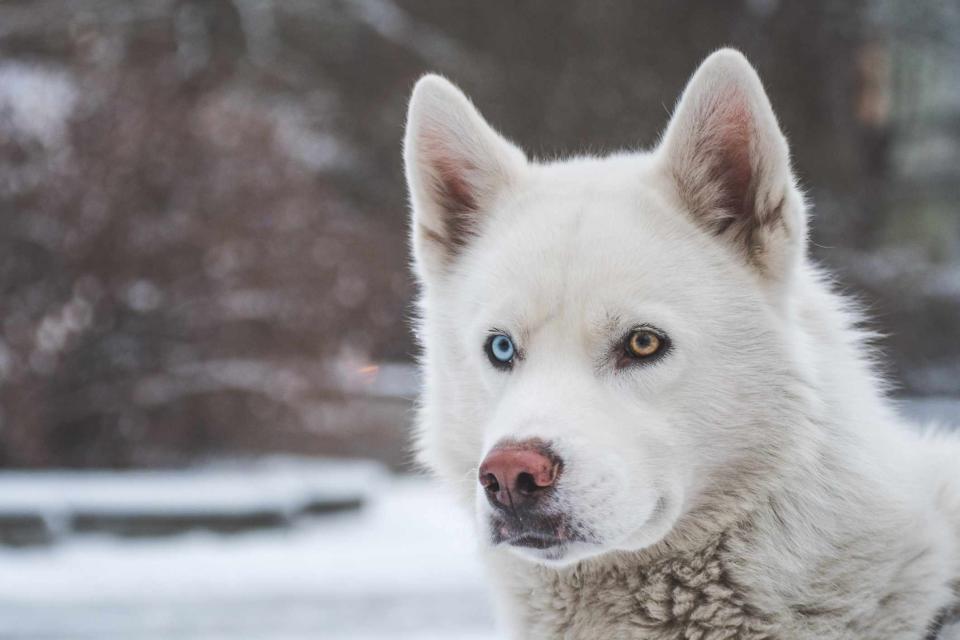 <p><a href="https://www.gettyimages.com/search/photographer?photographer=Ralfs%20Abele%20%2F%20500px">Ralfs Abele / 500px</a>/Getty Images</p> Siberian Huskies are popular snow dogs.