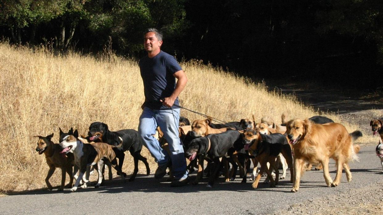  Dog Whisperer Cineverse. 