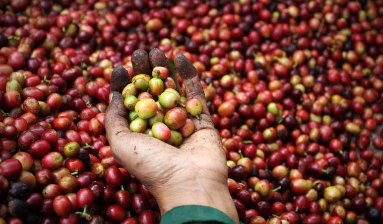 Harvesting Coffee Beans Creates Massive Waste — But One Company Has a Delicious Solution