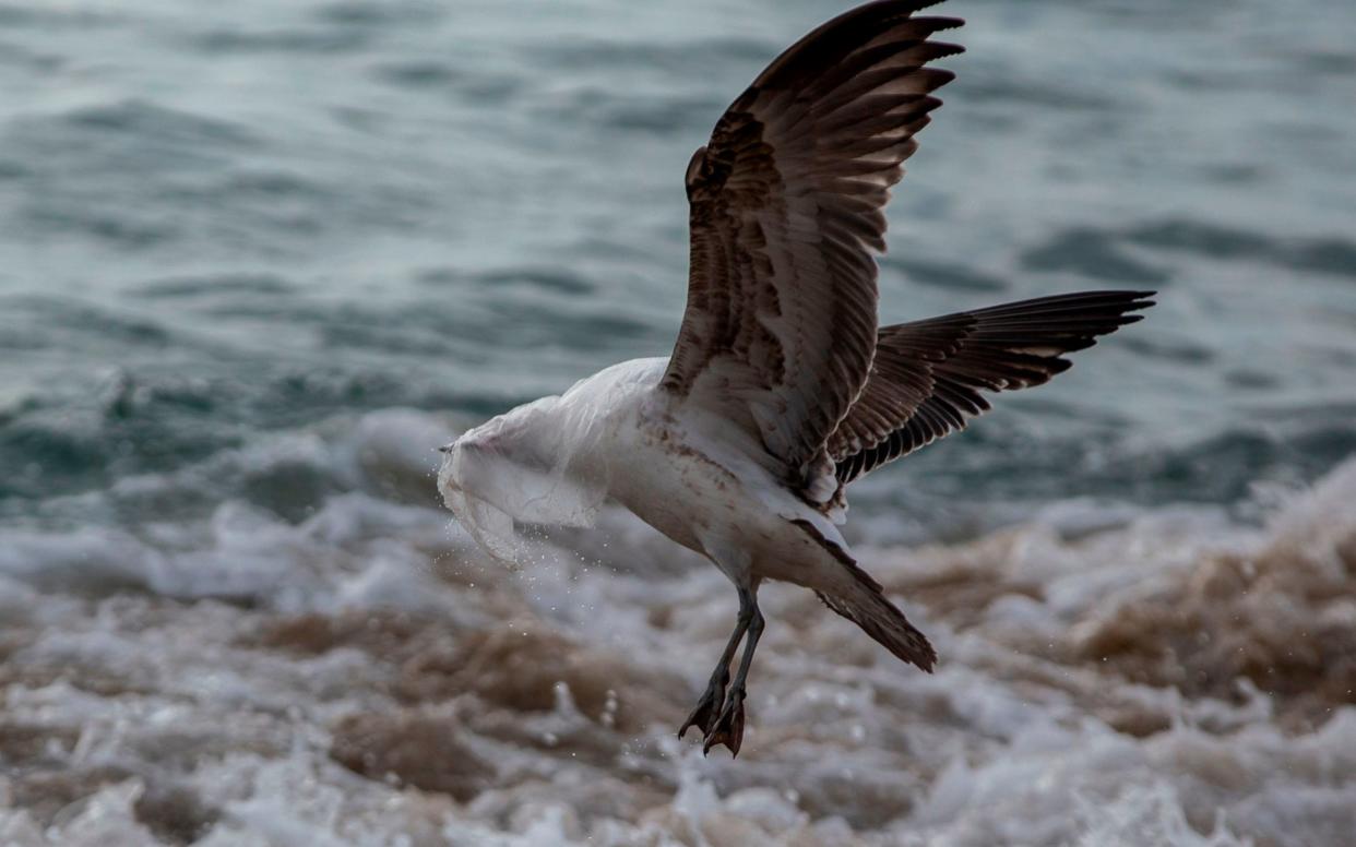 A seagull struggles to take flight covered by a plastic bag, on the seashore at Caleta Portales beach in Valparaiso, Chile - AFP