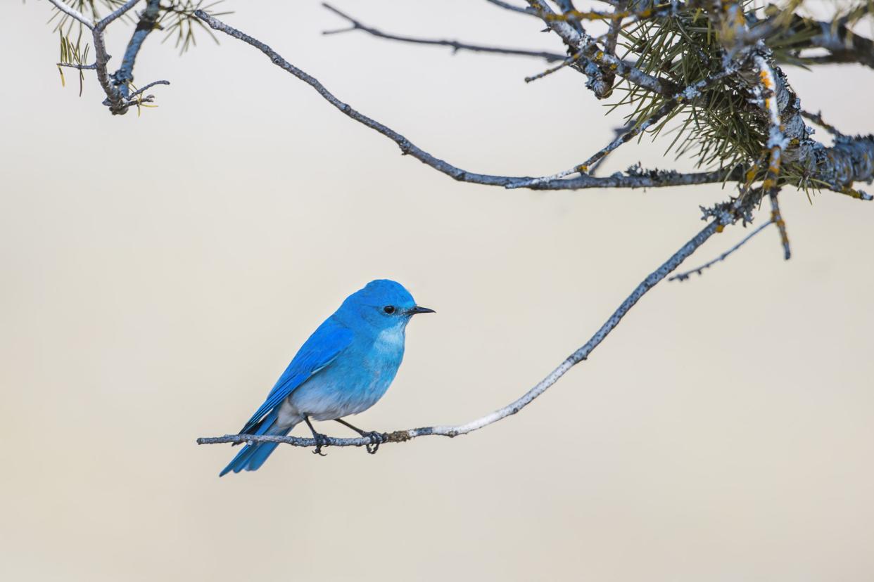 Mountain Bluebird