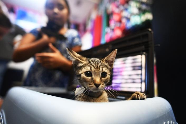 A kitten is returned to the Jacksonville Human Society after temporarily sheltering with a family during Hurricane Matthew (AFP Photo/Jewel Samad)