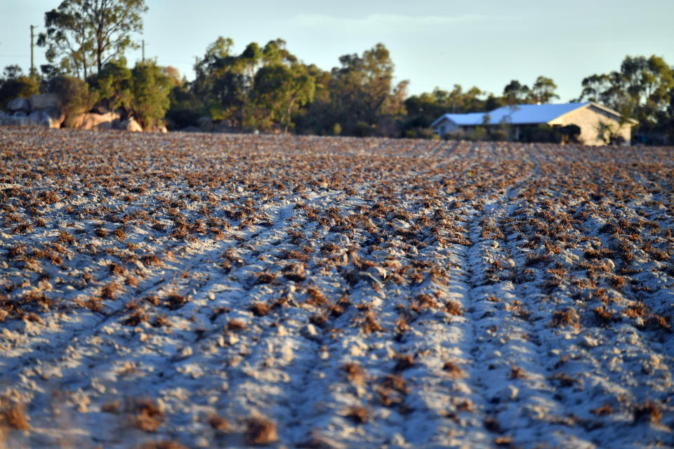 Drought-stricken land in border town Stanthorpe. Source: AAP