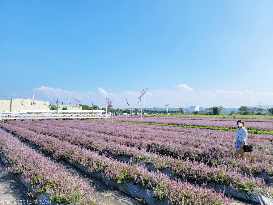 2022桃園仙草花節～仙茶之舞