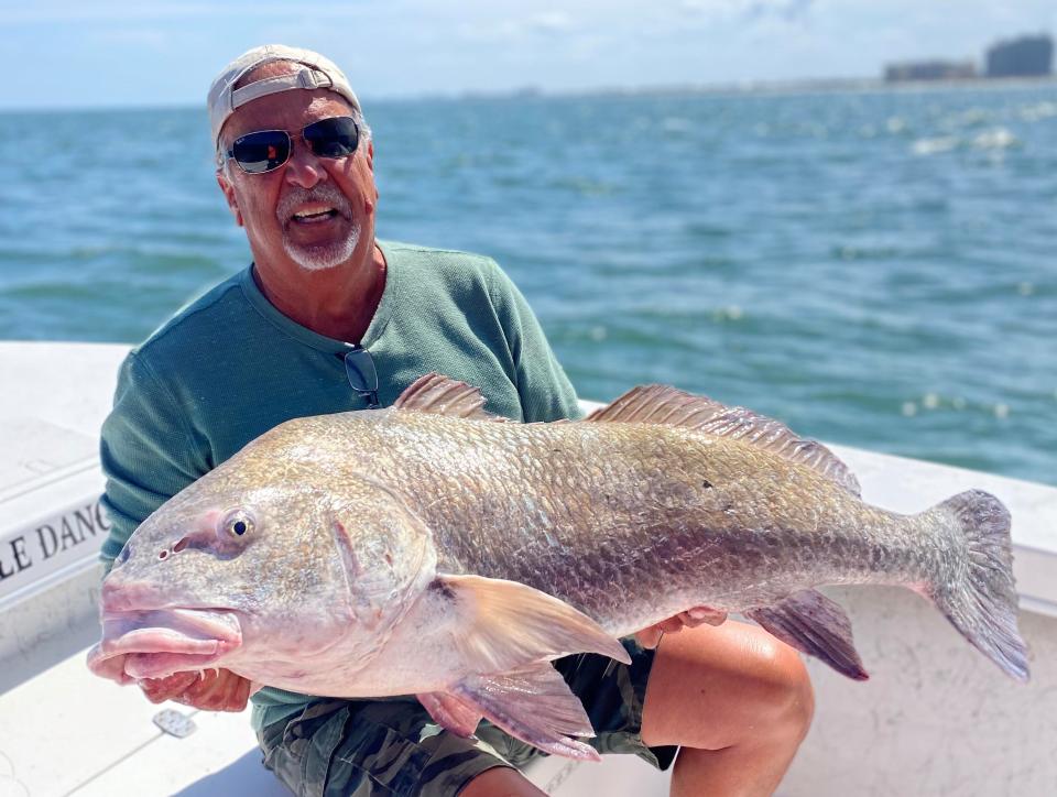 Tom Schlatter brought in this 39-pound black drum while sheepshead fishing on light tackle with Capt. Jeff Patterson.