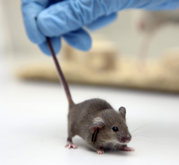 The experiments were carried out on mice (Rex)