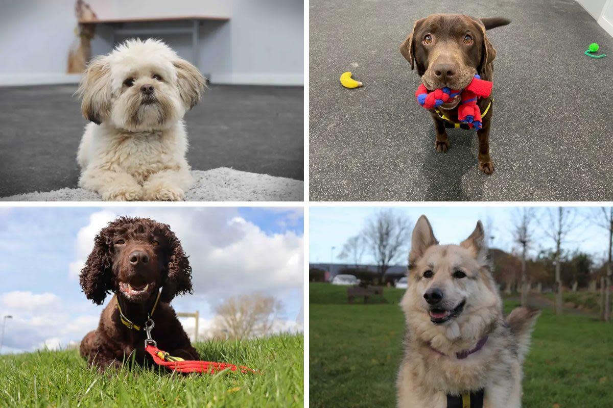 Nine dogs up for adoption at Dogs Trust in Sadberge in Darlington Credit: DOGS TRUST <i>(Image: Dogs Trust)</i>