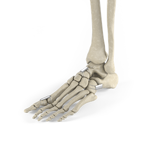 The new DynaClip Delta™ and DynaClip Quattro™ bone staples from Enovis Foot & Ankle