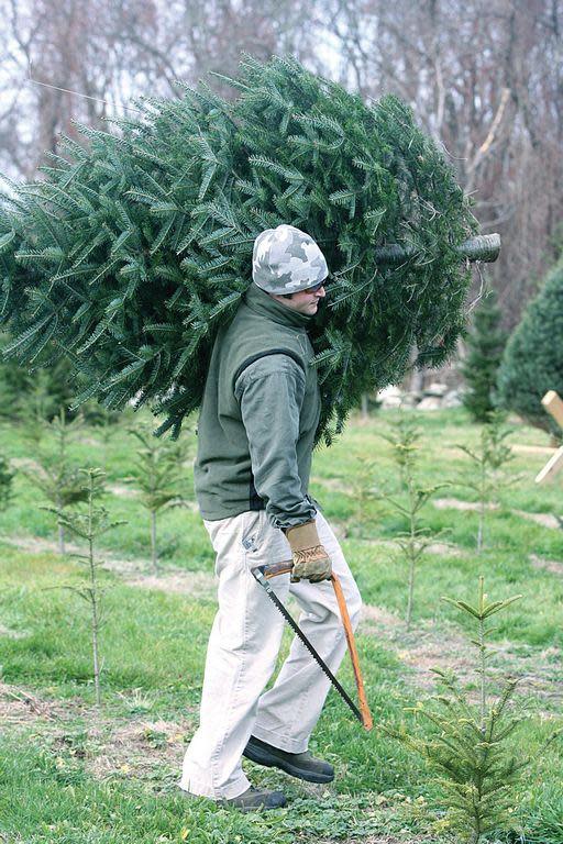 Clark's Tree Farm on Main Road in Tiverton won't open for the 2023 season, but there are plenty of other options across Newport County.