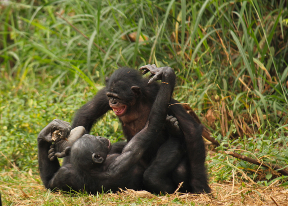 Juvenile female producing a copulation call while engaging with a high-ranking adult female. During sexual interactions, females embrace one another, touch genitals and swing their hips laterally. Often they remain in eye contact, as shown here