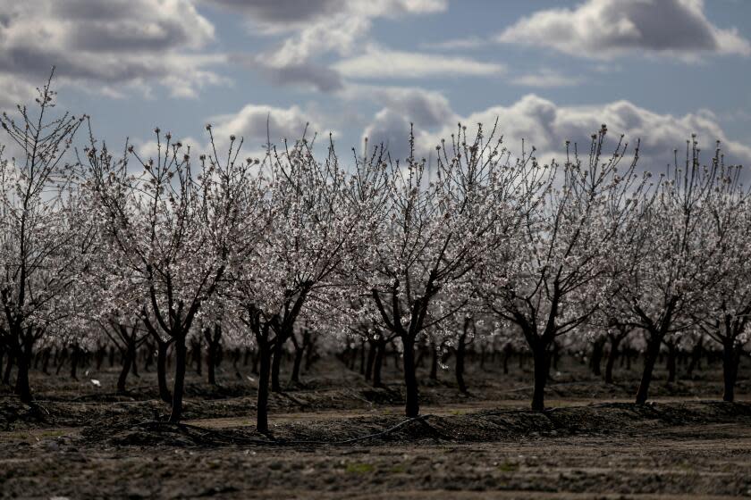 SANGER, CA - FEBRUARY 22: Blooming almond orchards located near the Tombstone neighborhood, unincorporated Fresno County, on Wednesday, Feb. 22, 2023 in Sanger, CA. In the community of Tombstone in Fresno County, residents' wells have continued going dry during the drought as nearby farms have heavily pumped groundwater, drawing down the water levels. Residents have lost access to water and are now depending on tanks and deliveries of water by truck. A potential solution for the area would involve connecting to water pipes from nearby Sanger, but progress has been slow. (Gary Coronado / Los Angeles Times)