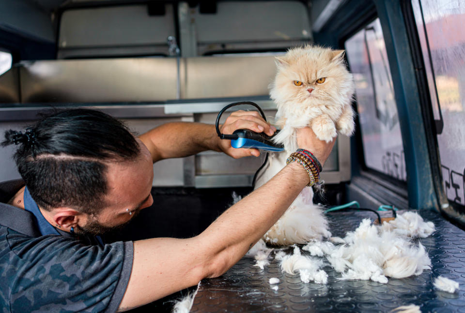 A man grooming a cat