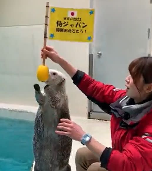 ▲海獺Mei在飼育員的幫助下舉起勝利旗幟。（圖／Twitter：TOBA_AQUARIUM）