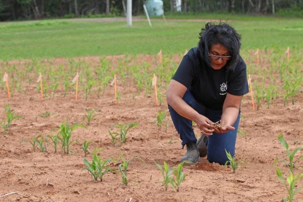 Christine Noronha, a research scientist with Agriculture and Agri-Food Canada in Charlottetown, has been testing this pesticide since 2015.   (Agriculture and Agri-Food Canada  - image credit)