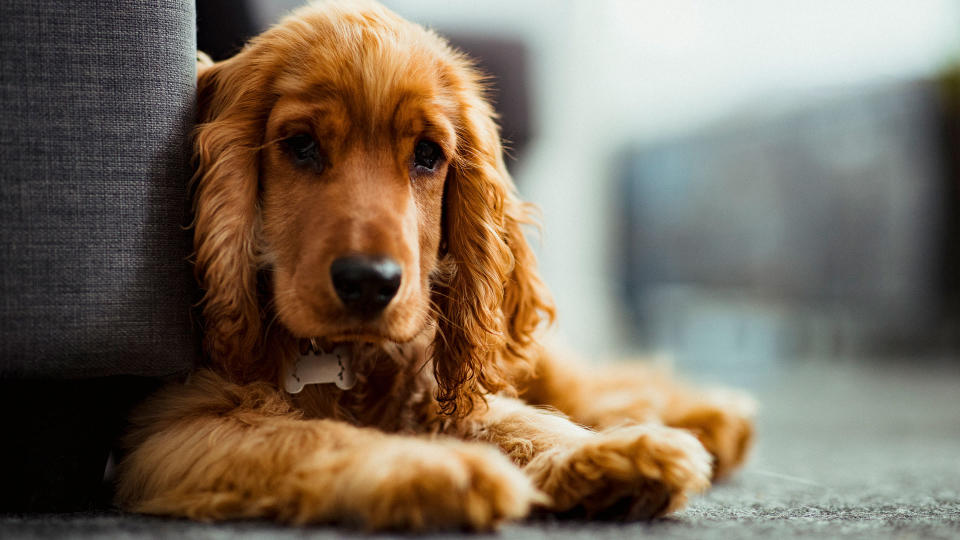 Dog laying down