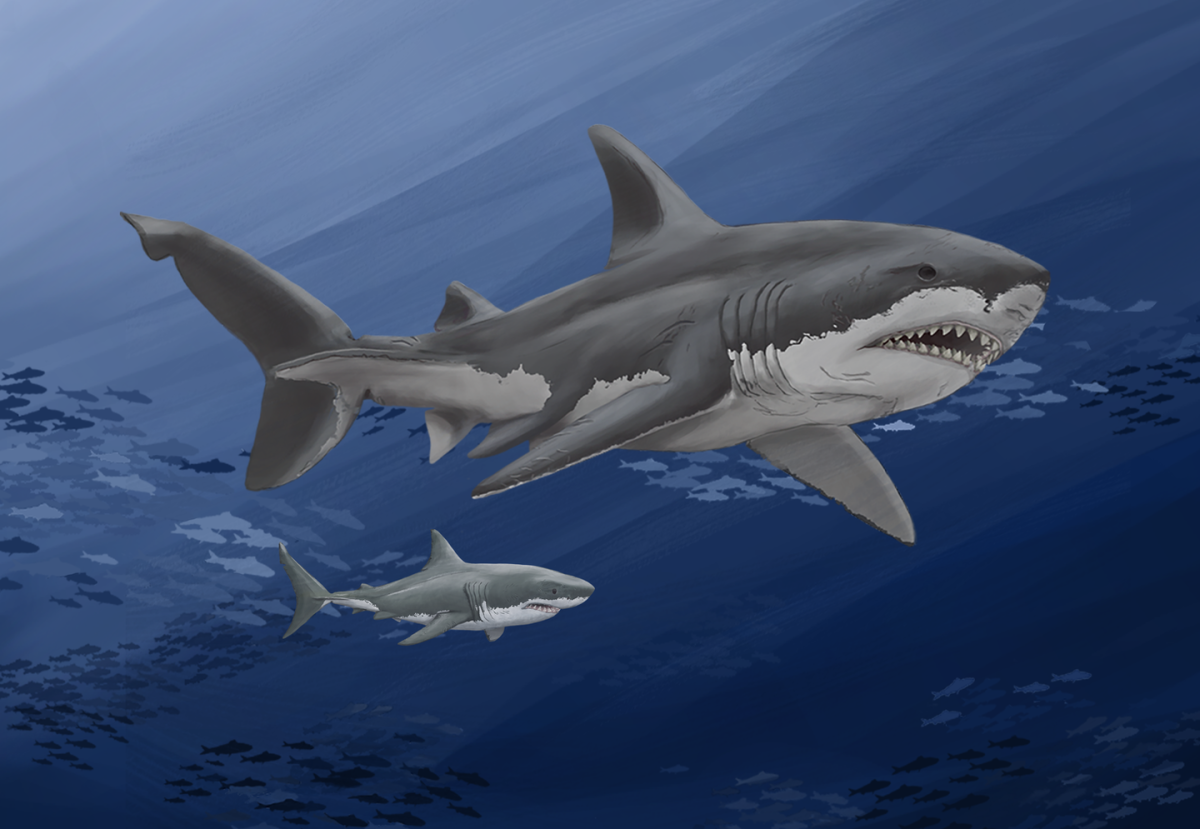 megalodon size comparison to great white