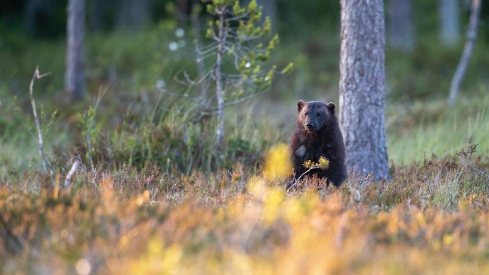 Wolverine in swedish forrest lokking at you