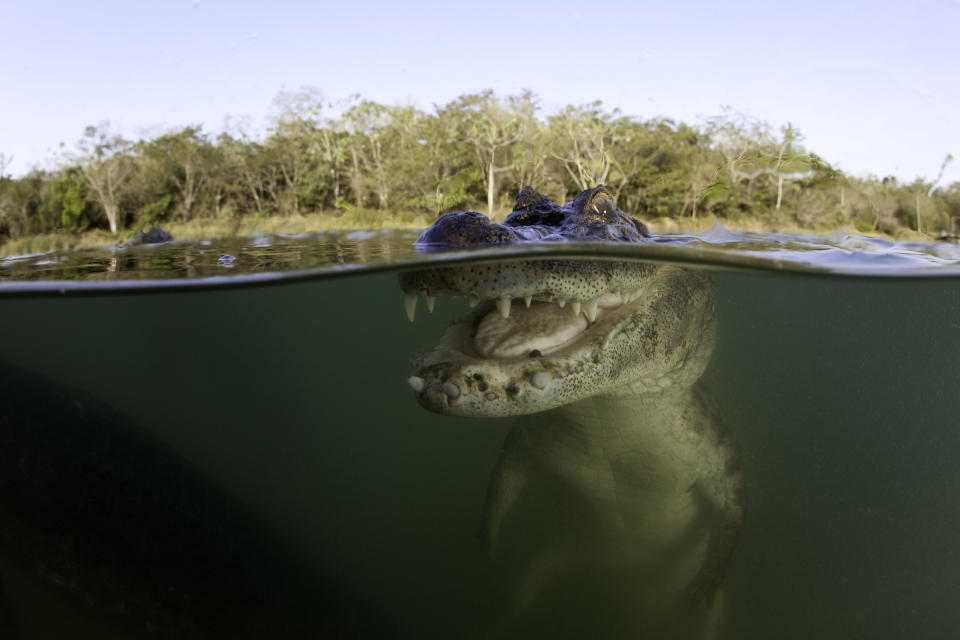 Spectacled Caiman, Caiman crocodilus, Rio Baia Bonita, Bonito, Mato Grosso do Sul, Brazil