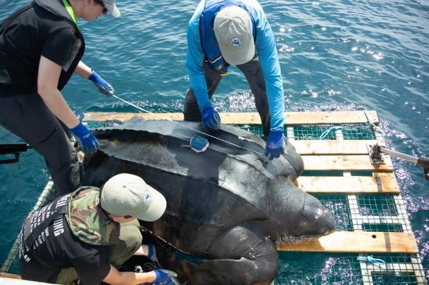 Fisheries and Oceans Canada/Canadian Sea Turtle Network