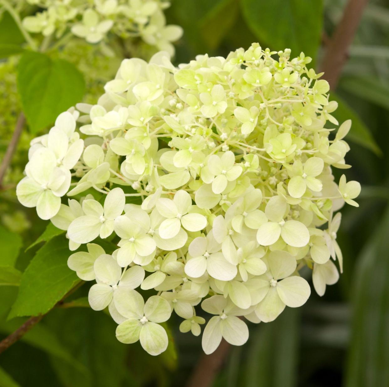 Hydrangea paniculata 'limelight'