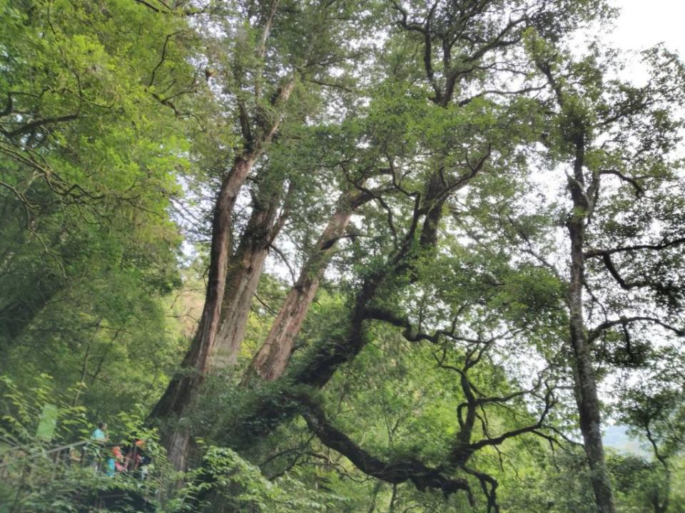 北橫拉拉山千歲神木雄偉，探尋紅檜的故鄉悠然自得。（中華旅行社提供）