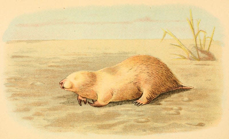 Illustration of a marsupial mole from Australia, which bears a striking resemblance to placental moles.