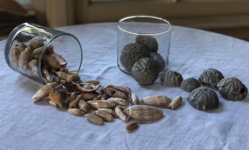 These olive shells, left, and fossilized sea biscuits were found on Holden Beach after a storm. Collectors have flocked to the island in search of seashells in recent months.
