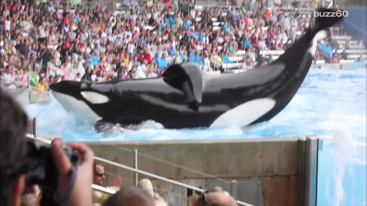 SeaWorld's Killer Whale and Star of 'Blackfish Is Dying