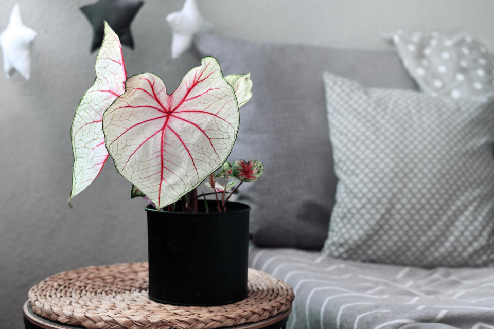 Caladium house plant in a black pot