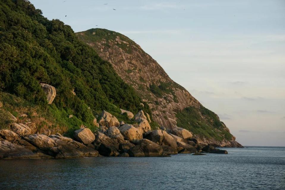 La isla de Queimada Grande, también conocida como la isla de las serpientes, es el hogar de la muy venenosa cabeza de lanza dorada, un tipo de víbora de fosetas que evolucionó para ser más corta y esbelta que sus congéneres de tierra firme. Crédito: Leo Francini/Alamy Stock Photo