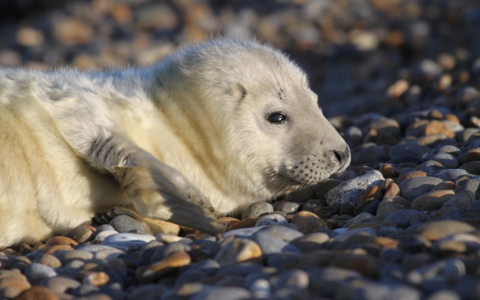 A grey seal pup in Suffolk