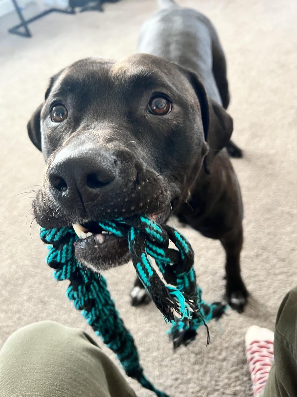 Travis Ogden of Hounds Town says Aries is "a really social dog." (Travis Ogden)