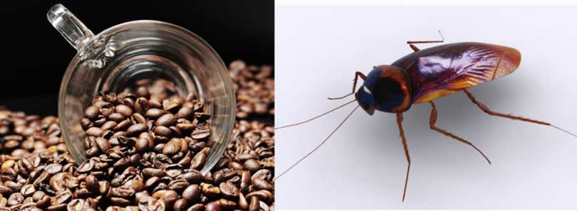 醫生爆料咖啡粉含有小強，使得成千上萬咖啡愛好者崩潰。（示意圖／翻攝自百度、pixabay）