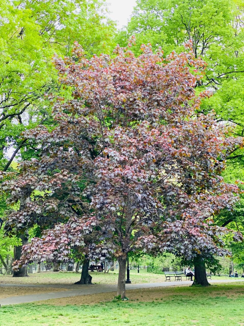 <div class="inline-image__caption"><p>Pat and Mike Brown’s tree in Central Park.</p></div> <div class="inline-image__credit">Courtesy Ylfa Edelstein</div>