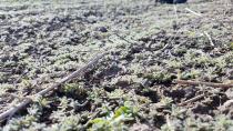 The weed kochia is seen in a field in Nyssa