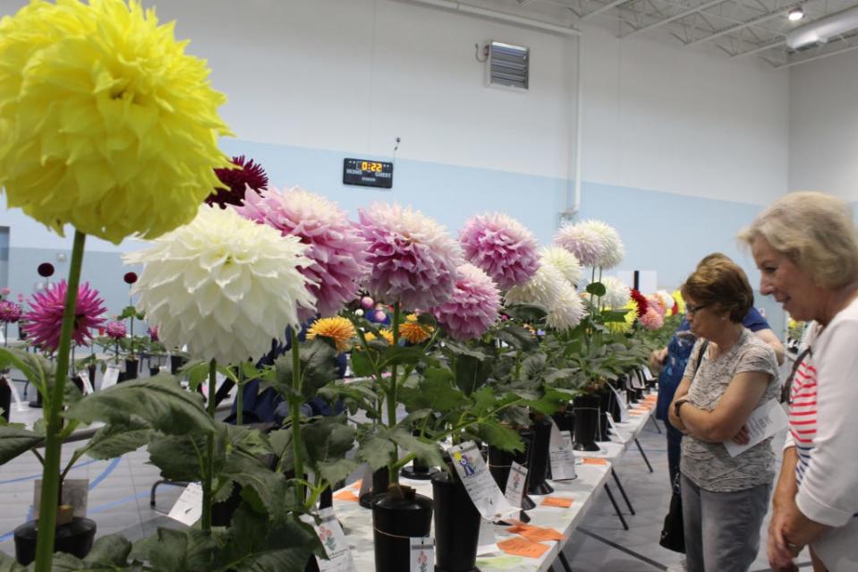 The Greater Columbus Dahlia Society will hold its 57th annual show on Saturday and Sunday at the Union County YMCA in Marysville. Admission is free.