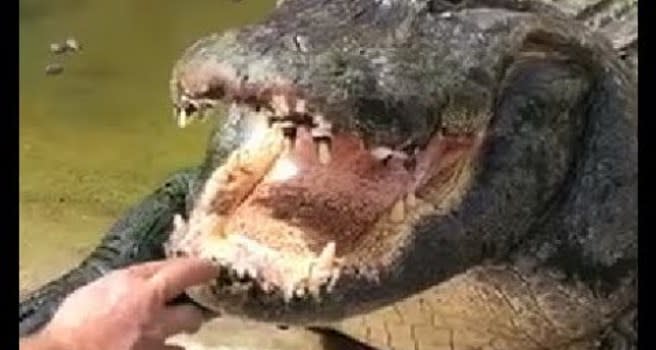 'Gator Crusader' Cleans Alligator's Teeth by Hand