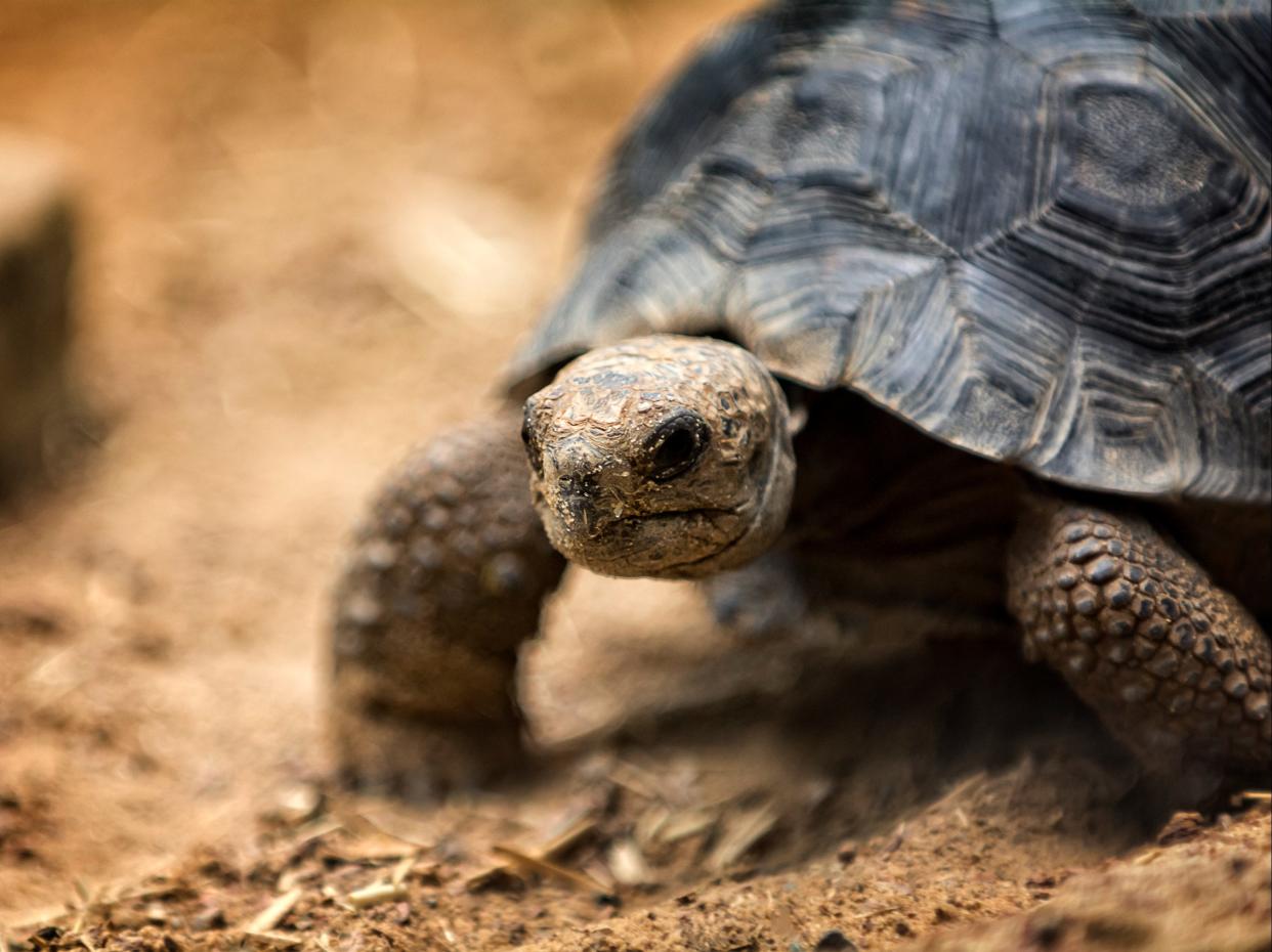 <p>Joshua Taylor Lucas admitted that he stole several Galapagos tortoise hatchlings while working at an Oklahoma zoo  </p> (Getty Images/iStockphoto)