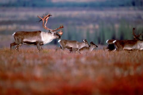 Kobuk Valley National Park, visited by fewer than 10,000 people last year - Credit: GETTY