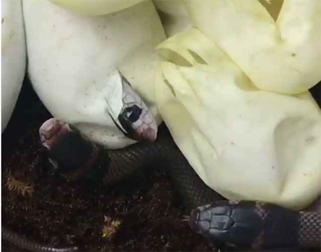 More than a dozen venomous eastern brown snakes have been caught on video hatching from their eggs in Adelaide. Picture: Snake Catchers Adelaide