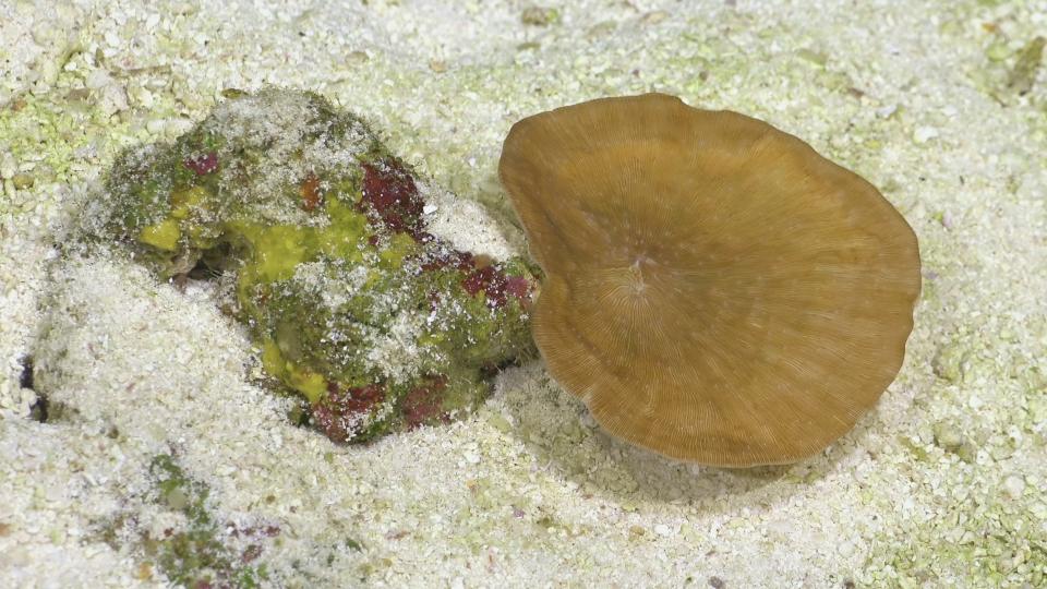 A wrinkle coral spotted near the uninhabited island of Motu Motiro in the Pacific Ocean.