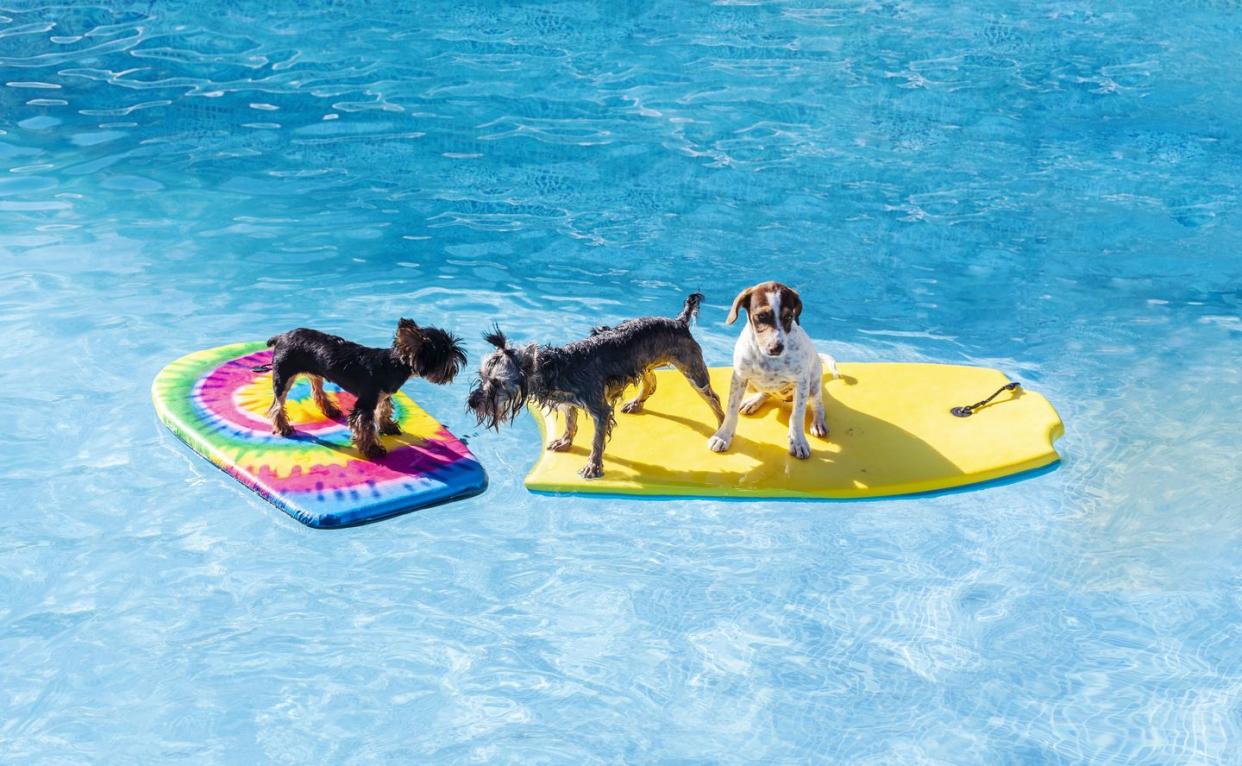 dog birthday party ideas pool party