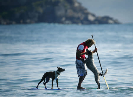 Australian dog trainer and former surfing champion Chris de Aboitiz receives affection from his dog Millie (R) as fellow pet dog Rama watches on as they wait for a wave off Sydney's Palm Beach, February 18, 2016. REUTERS/Jason Reed