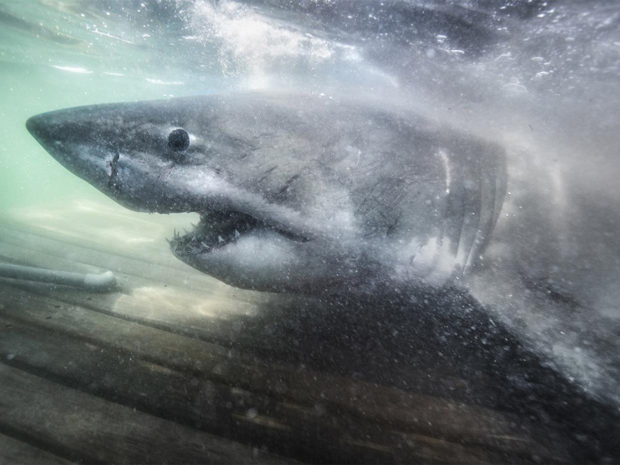 Nukumi, a great white weighing more than 1.5 tonnes was found off Canada's Atlantic coast (Ocearch)