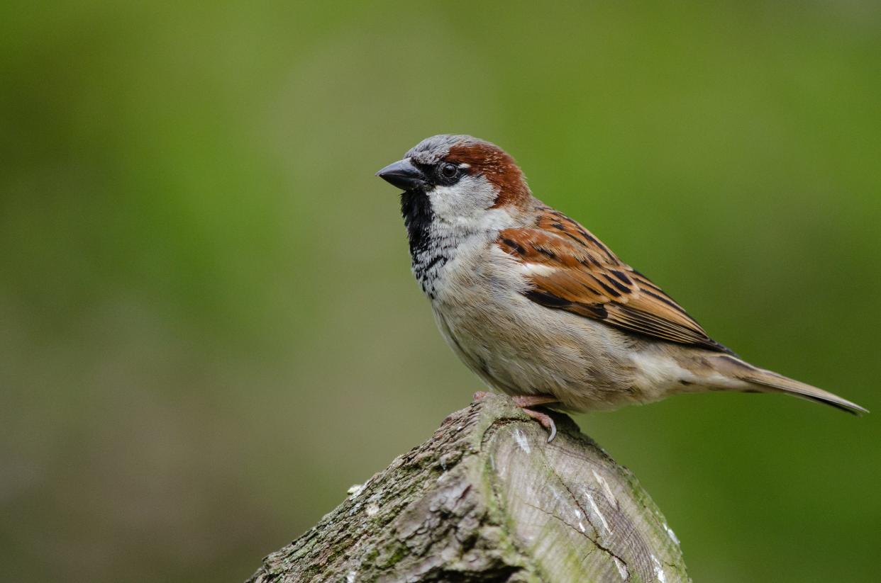 House sparrow